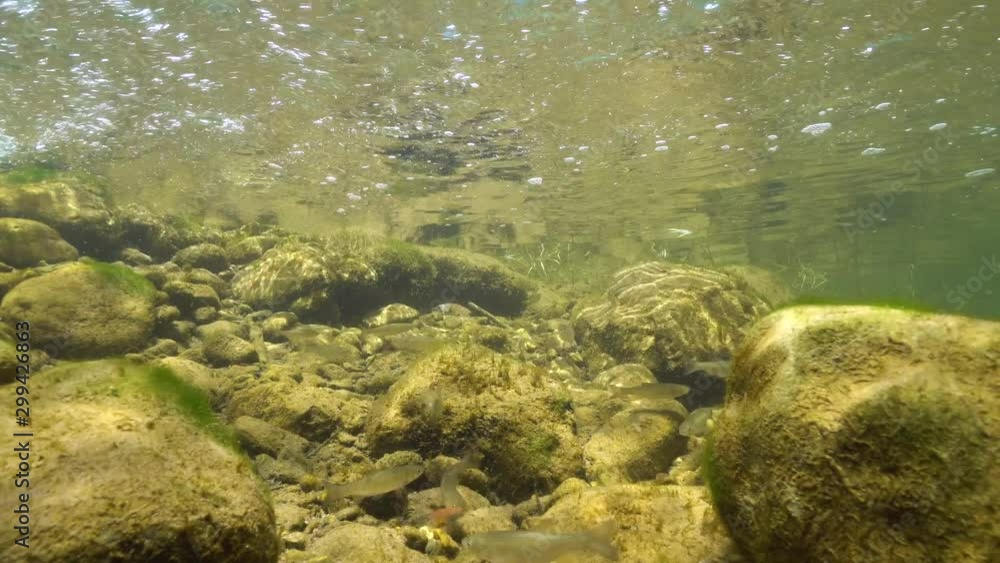 Freshwater fish underwater in a rocky stream, Spain, La Muga river, Catalonia Freshwater fish underwater in a rocky stream, Spain, La Muga river, Catalonia