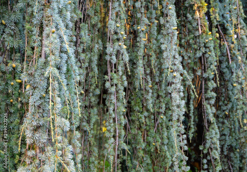 Obraz premium Close-up of branches and cones of Majestic Weeping Blue Atlas cedar (Cedrus atlantica Glauca Pendula in Crimea.