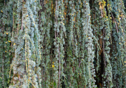 Close-up of branches and cones of Majestic Weeping Blue Atlas cedar (Cedrus atlantica Glauca Pendula in Crimea. photo