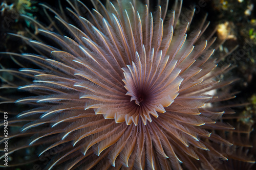 A Feather duster worm s tentacles form an almost perfect spiral as it grows on a coral reef in Indonesia. These are polychaete worms that are commonly found on tropical coral reefs.