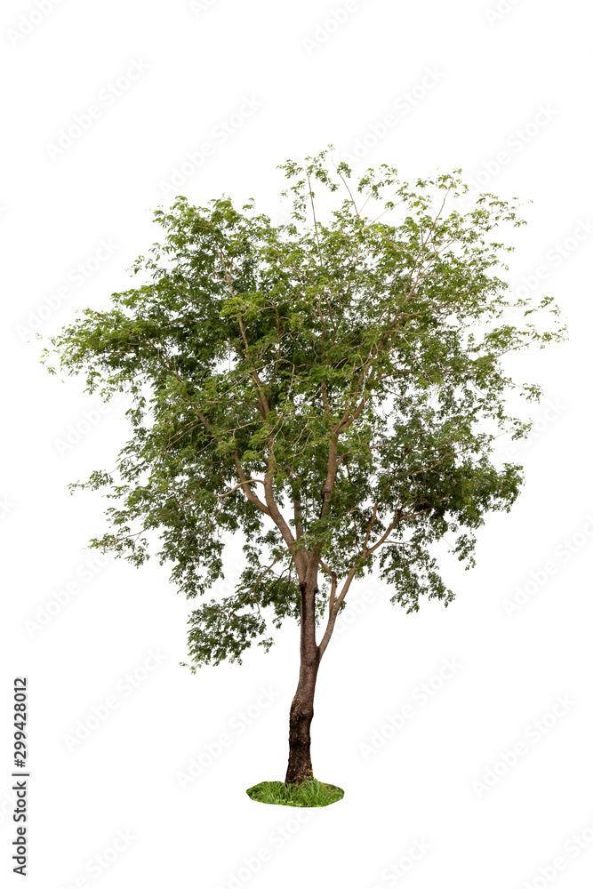 Isolated tree on white background with a cliping path.