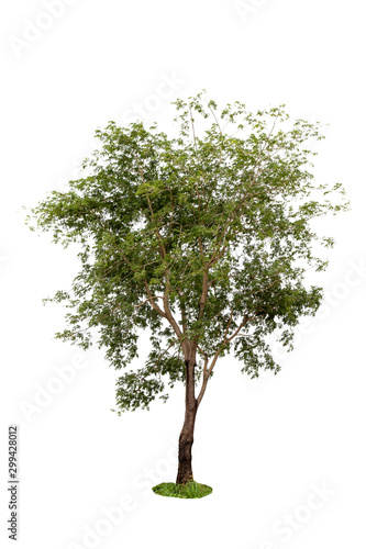 Isolated tree on white background with a cliping path.