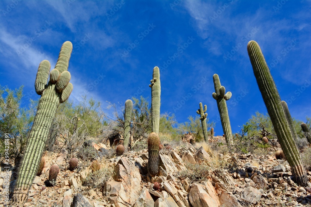 Saguaro Cactus Phoenix Mountains Arizona Landscape Desert