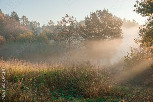 Autumn Scenery,Vivid morning in colorful forest with sun rays through branches of trees. Scenery of nature with sunlight