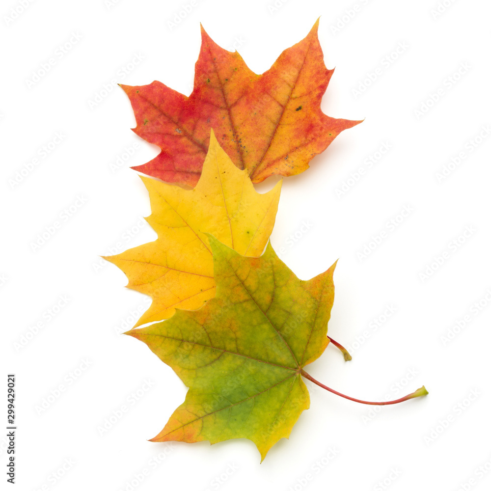 Obraz premium colorful autumn maple leaf isolated on white background