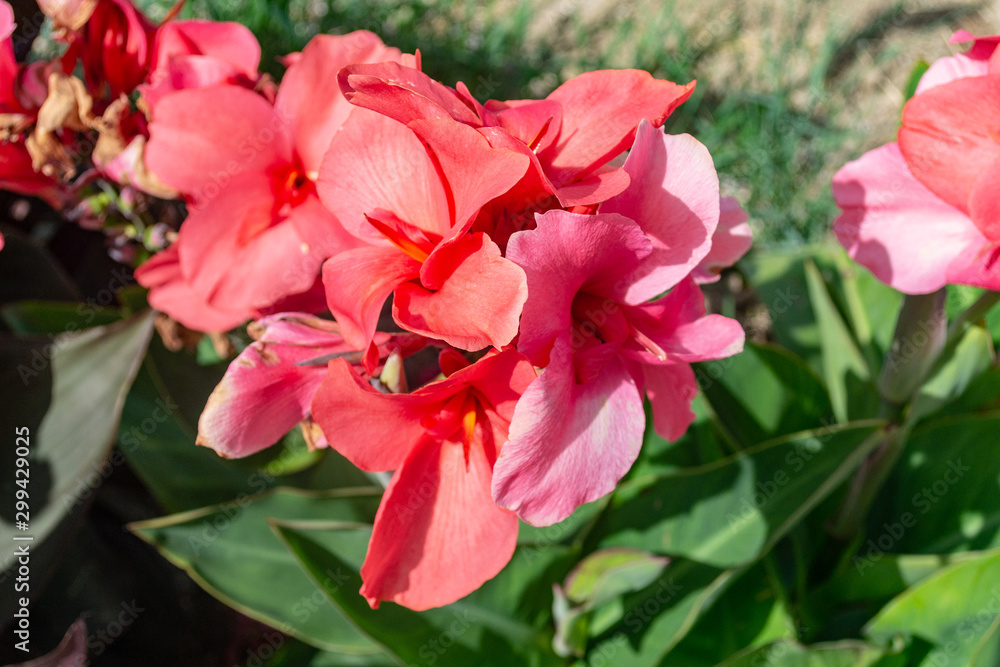 Red hibiscus flower Red hibiscus flower