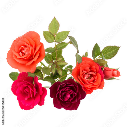 colorful rose flower bouquet with green leaves isolated on white background cutout