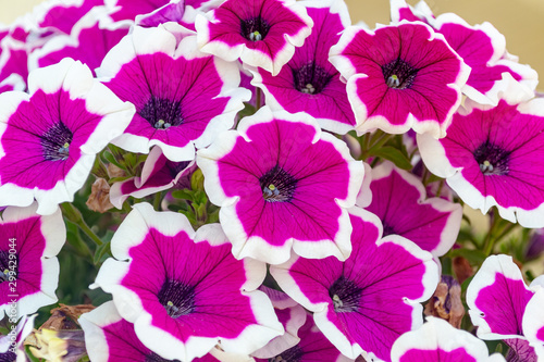 Cuadro en lienzo Pink and white petunia flowers in garden