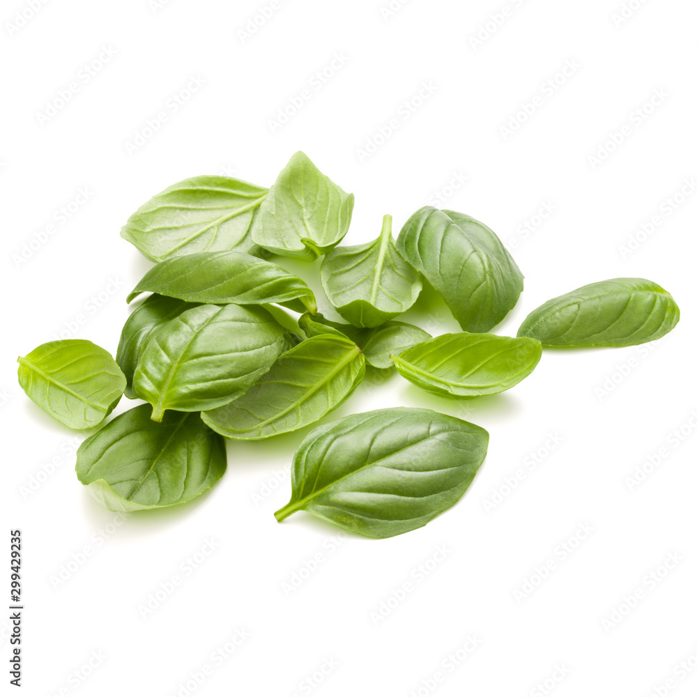 Sweet basil herb leaves handful isolated on white background closeup Sweet basil herb leaves handful isolated on white background closeup