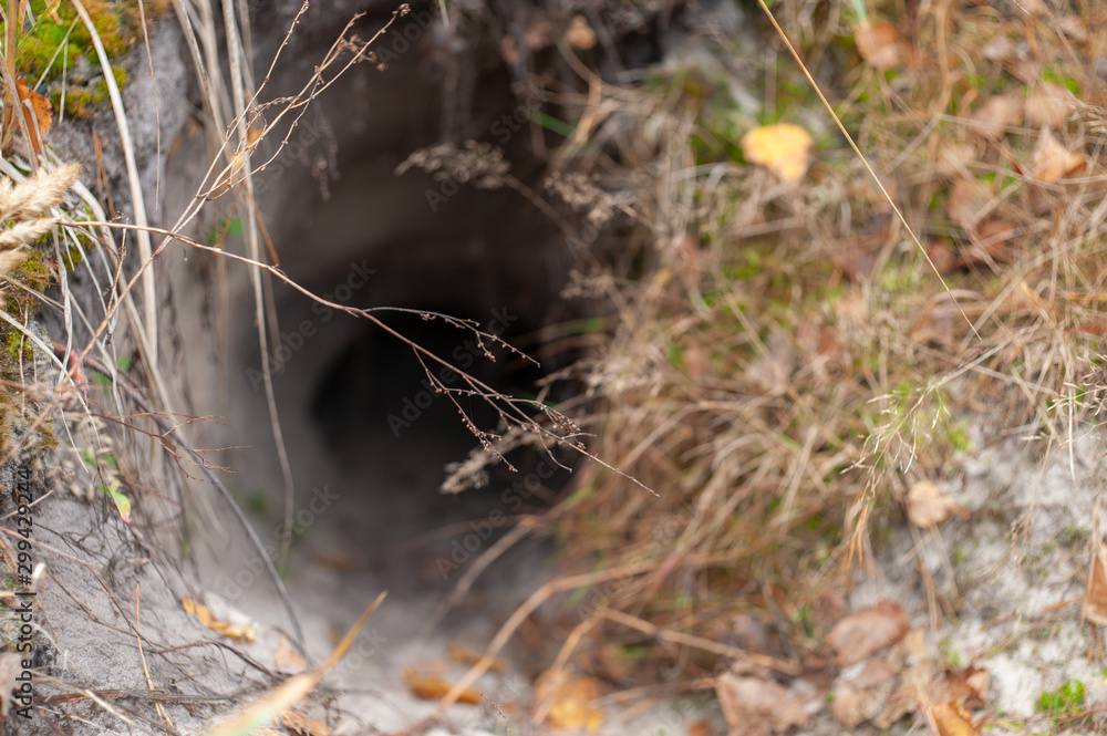 Deep defocused empty burrow or hole in autumn forest ground Deep defocused empty burrow or hole in autumn forest ground