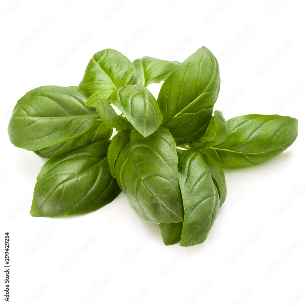 Sweet basil herb leaves bunch isolated on white background Sweet basil herb leaves bunch isolated on white background