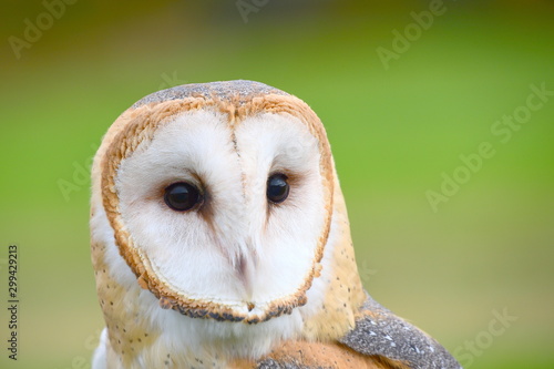 owl, barn owl, nature, bird, beige, white, predator, falconry, prey, face, white, brown,  animal,  © Eva