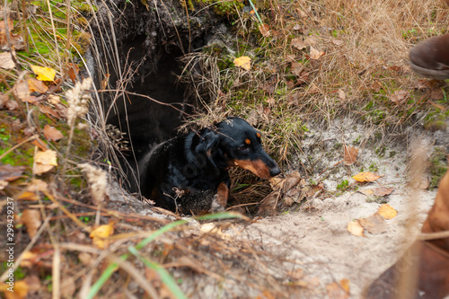 Black dachshund dog getting out of big foxy burrow or hole in forest ground