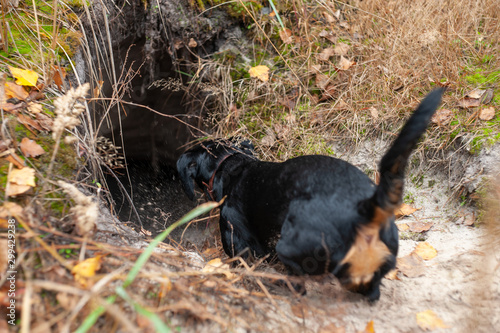 Photos Black dachshund dog enters into big foxy burrow or hole in forest ground