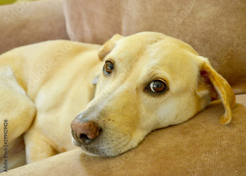 Yellow lab with sweet eyes cuddling on comfy chair. Closeup.
