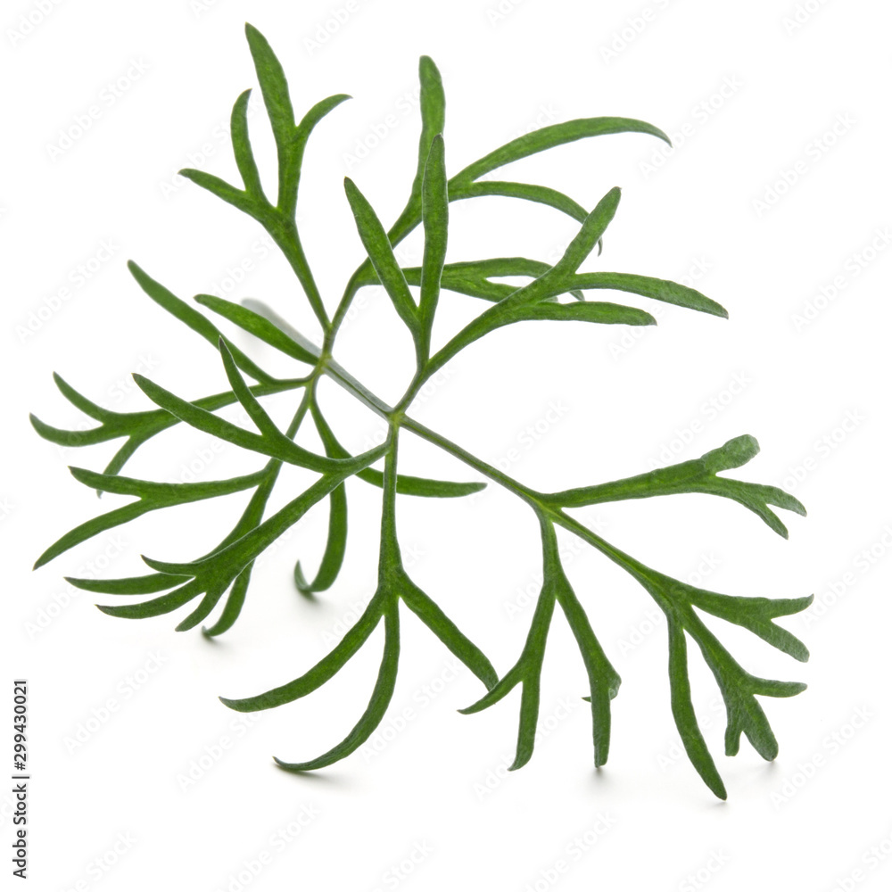 Close up shot of branch of fresh green dill herb leaves isolated on white background Close up shot of branch of fresh green dill herb leaves isolated on white background