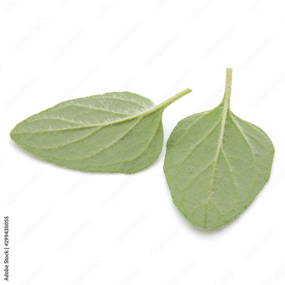 Oregano or marjoram leaves isolated on white background cutout Oregano or marjoram leaves isolated on white background cutout
