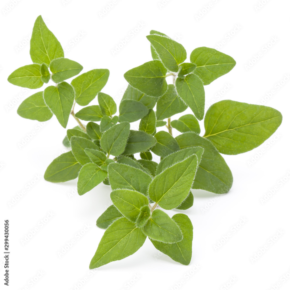 Oregano or marjoram leaves isolated on white background cutout