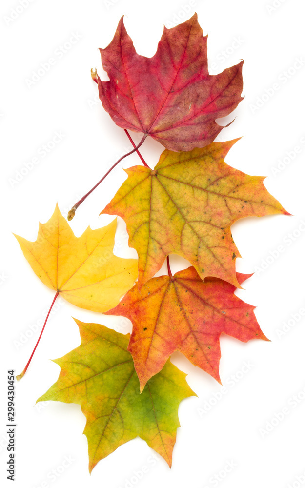 colorful autumn maple leaf isolated on white background colorful autumn maple leaf isolated on white background