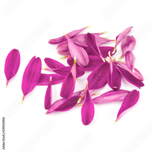 Lilac chrysanthemum flower petals isolated on white background
