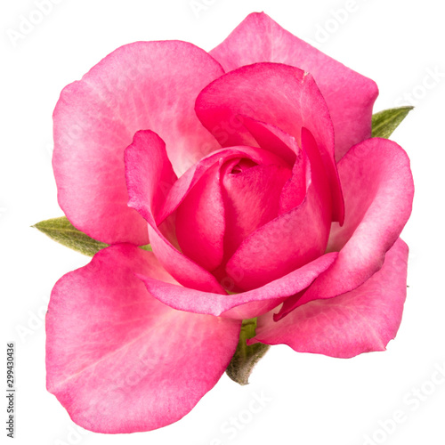 one pink rose flower isolated on white background cutout