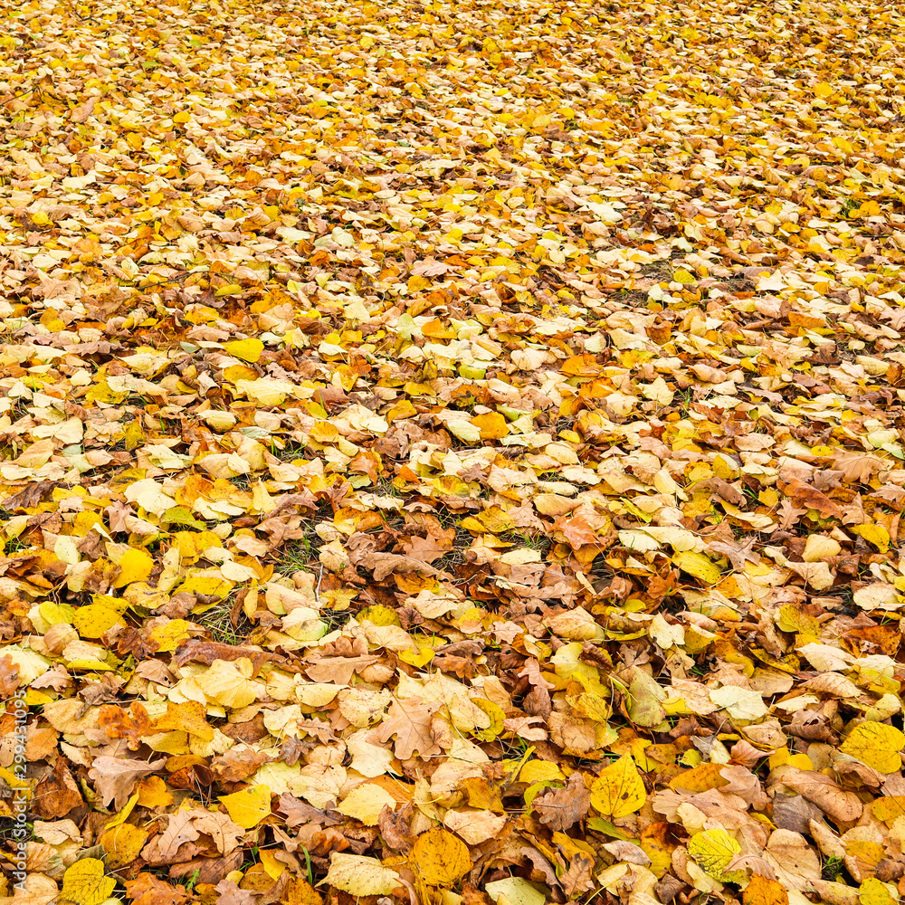 Fallen yellow leaves in the park in autumn. Nature background Fallen yellow leaves in the park in autumn. Nature background