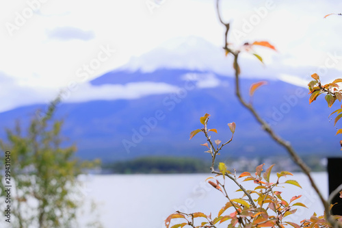 Mount Fuji behind the Autumn leaves