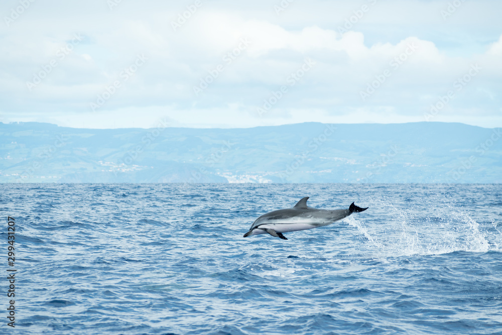 Obraz premium A Striped Dolphin (Stenella coeruleoalba) leaps out of the water in the Atlantic Ocean off the coast of Pico Island in the Azores archipelago. Water trails are falling from its tail while in the air.