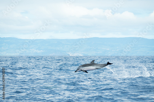 A Striped Dolphin  Stenella coeruleoalba  leaps out of the water in the Atlantic Ocean off the coast of Pico Island in the Azores archipelago. Water trails are falling from its tail while in the air.