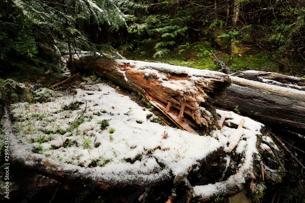 Fototapeta premium first snow