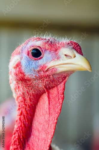 Close-up portrait of a turkey on a chicken farm