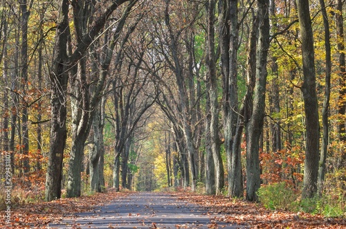 Beautiful autumn landscape. Asphalt road in the forest among colorful trees. © shadowmoon30