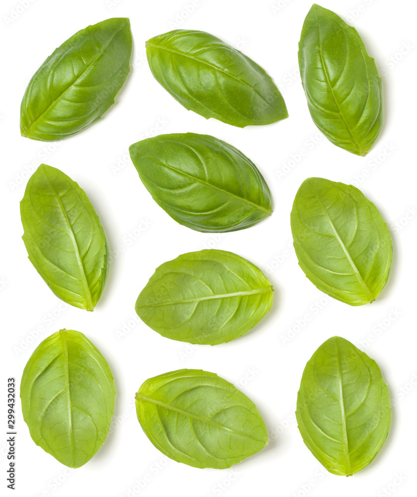 Collection of Sweet Basil herb leaves isolated on white background closeup. Flat lay, top view. Set. Collection of Sweet Basil herb leaves isolated on white background closeup. Flat lay, top view. Set.
