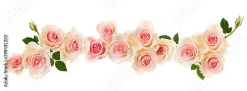 Fotografia pink Rose flower  border isolated on white background cutout