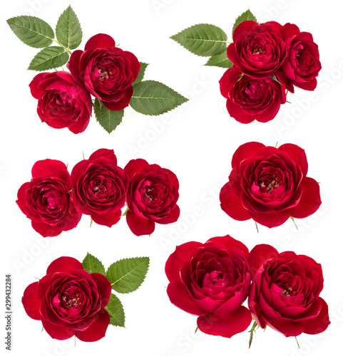 Collection of red roses isolated on white background. Set of different bouquet. Flat lay, top view. © Natika