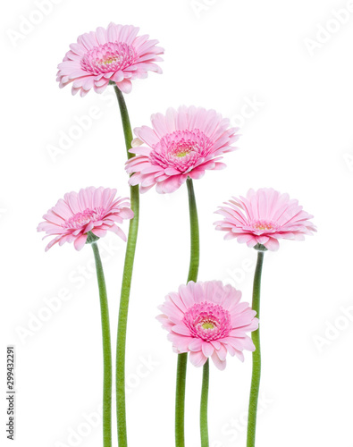 Vertical pink gerbera flowers with long stem isolated on white background. Spring bouquet.