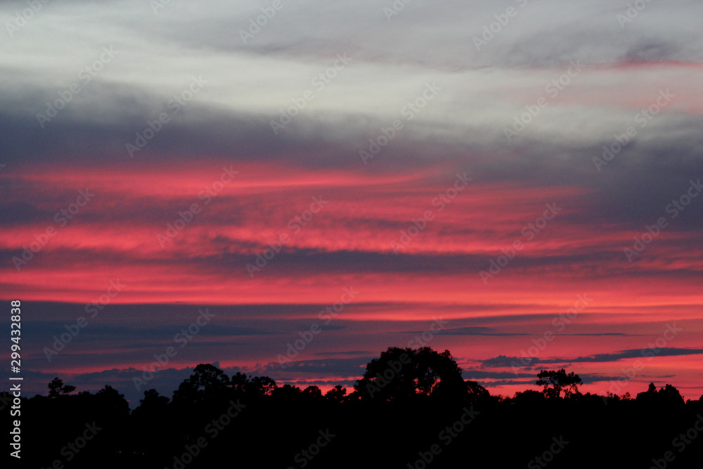 Sunset, pink sky, dawn with black silhouette of trees