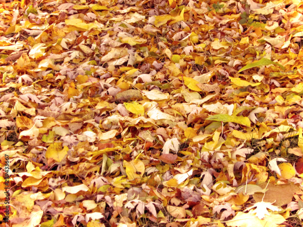 Fallen autumn leaves background