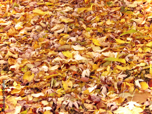 Fallen autumn leaves background © Golden Age Photos