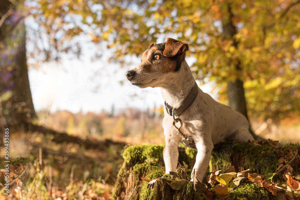 Small cute Dog is sitting in autumn on a tree trunk. Jack russell terrier 10 years old