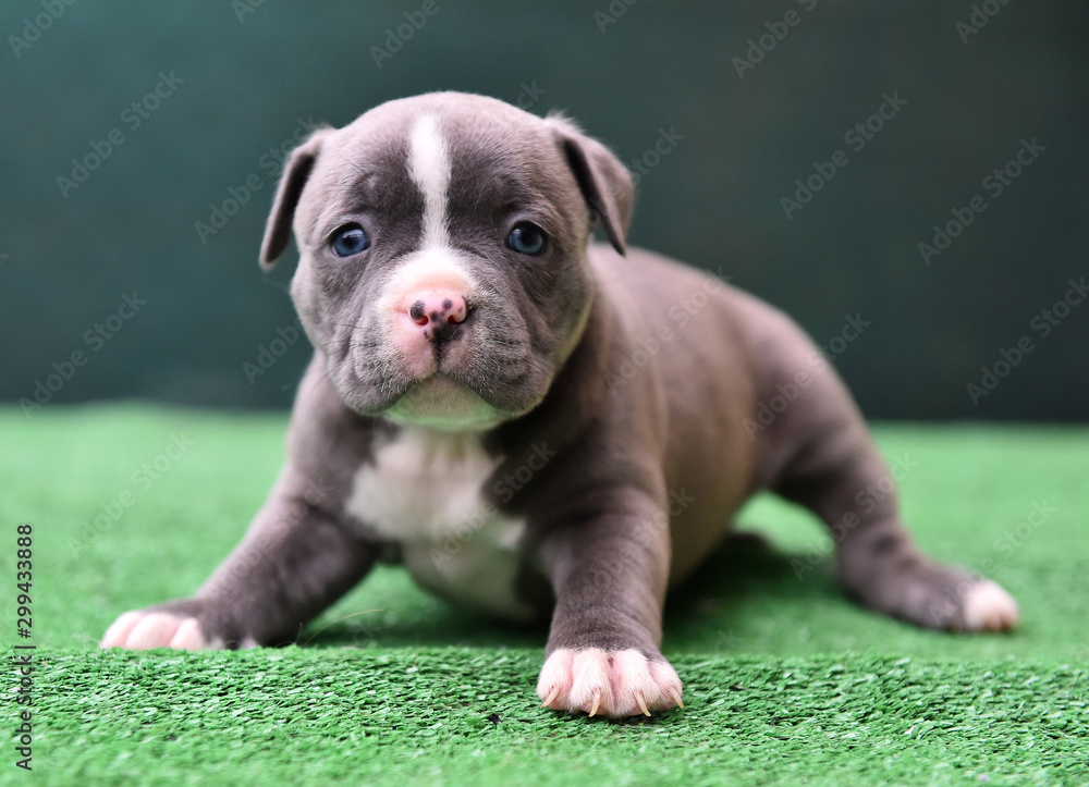 cachorro de perro american bully foto de Stock | Adobe Stock