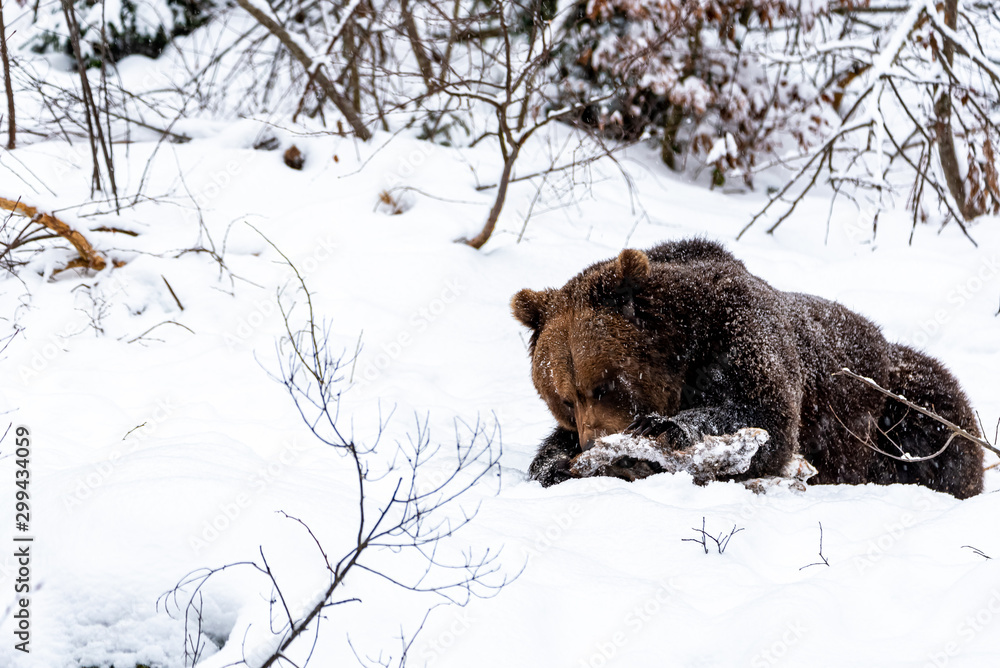 A bear in winter concentrates on eating A bear in winter concentrates on eating