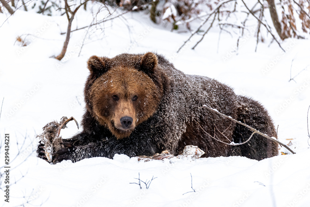 Obraz premium A bear in the winter looks into the distance with his head lowered