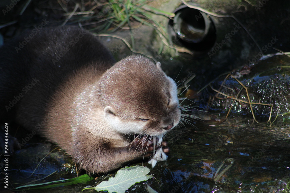 Obraz premium otter in river