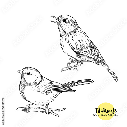 Tit birds - a symbol of winter. Set of elements for design Isolated on white background..Realistic sketch drawing. Graphic drawing, engraving style. Vector illustration..