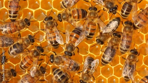Work of young bees inside the hive. Bees build honeycombs and convert nectar in to honey.