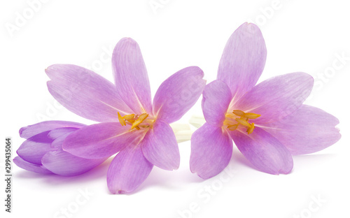 lilac crocus flowers isolated on white background