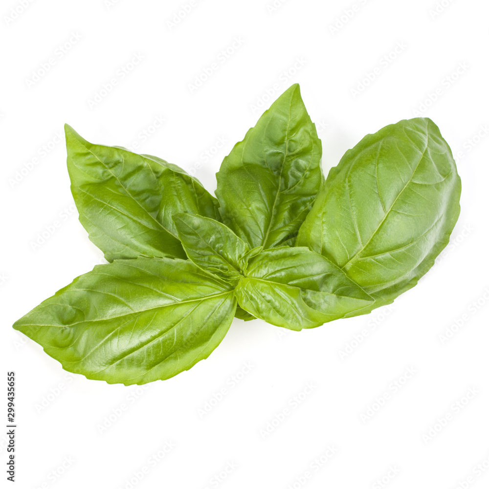 Fototapeta premium sweet basil herb leaves isolated on white background. Genovese basil leaf.