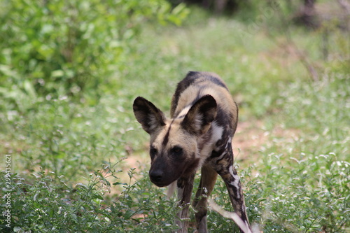 wild dog in grass Kruger