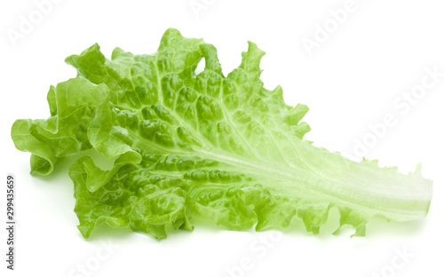 fresh green lettuce salad leaves isolated on white background